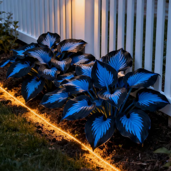 🌿Semillas de Hosta Coleus raras para jardines de sombra exuberantes💖 OFERTA 2X1